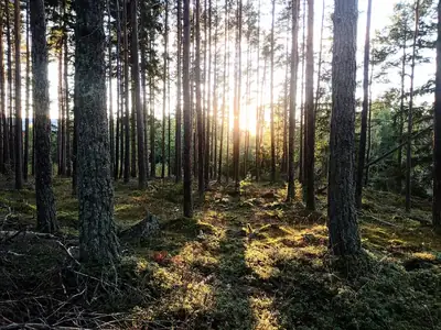 Skogslandskap på Søndre Karlsøy i Østfold
