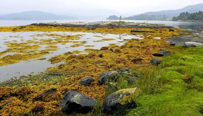 Stranden vid Fjellskål på Osterøy i Vestland