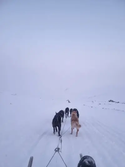 Hundspann på snö i Svalbards arktiska landskap