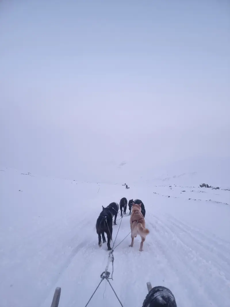 Hundspann på snö i Svalbards arktiska landskap