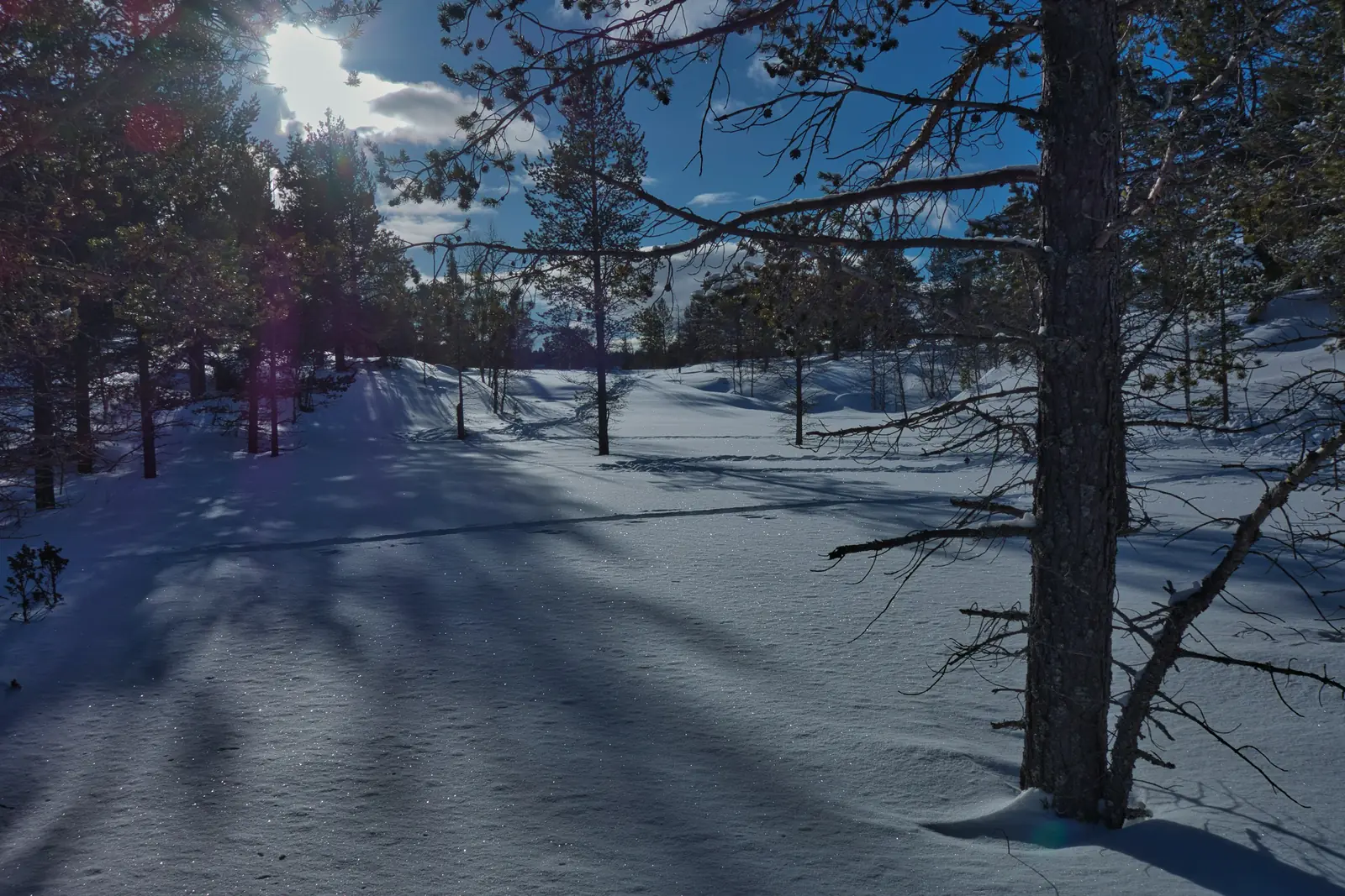 Vintersol mellan snöiga träd vid Furusjøen i Norge