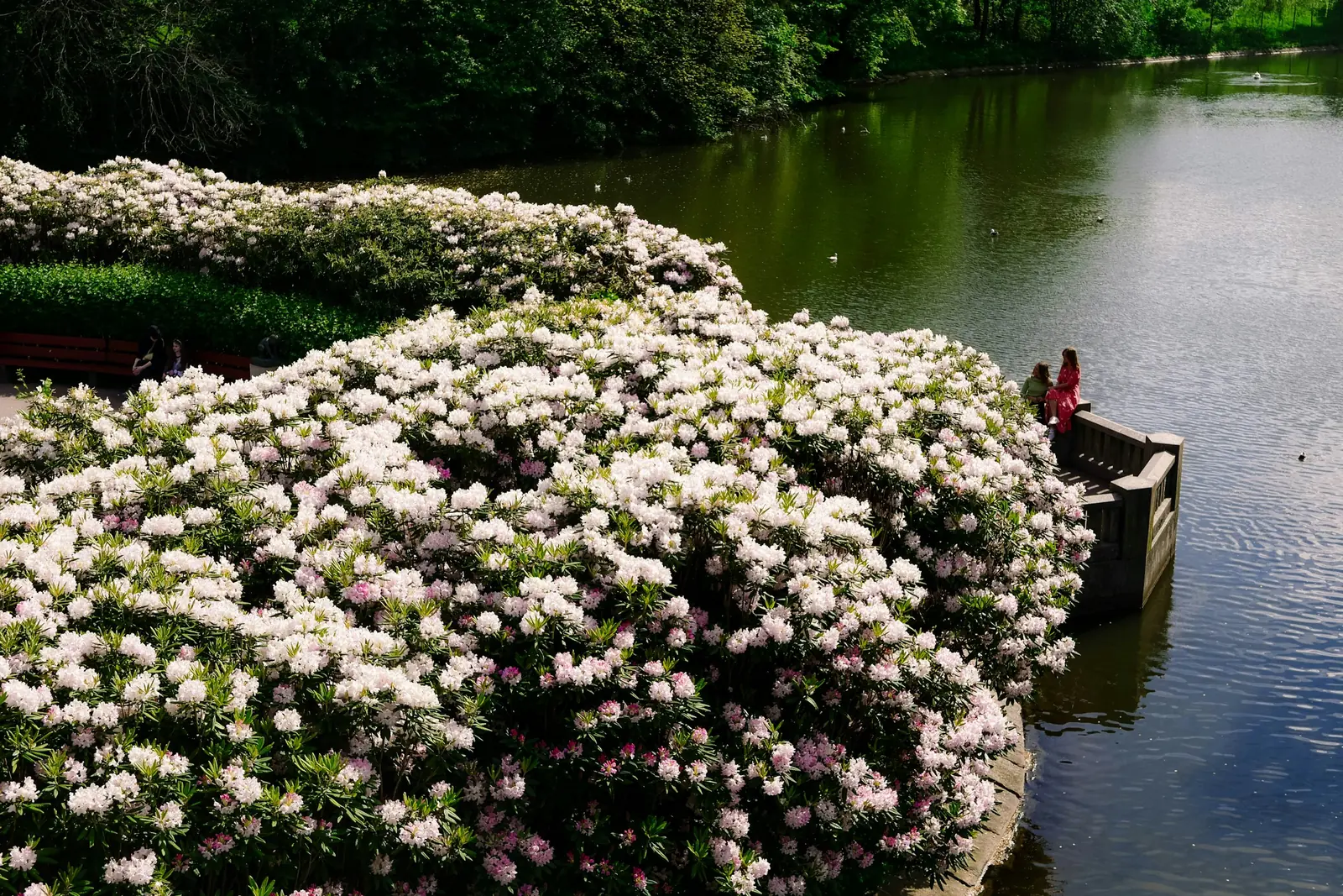 Blommor vid vattnet i Oslo under vårsäsongen