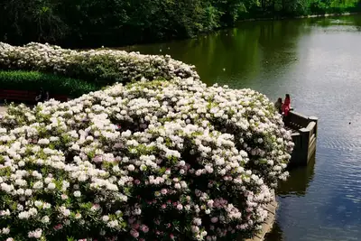 Blommor vid vattnet i Oslo under vårsäsongen