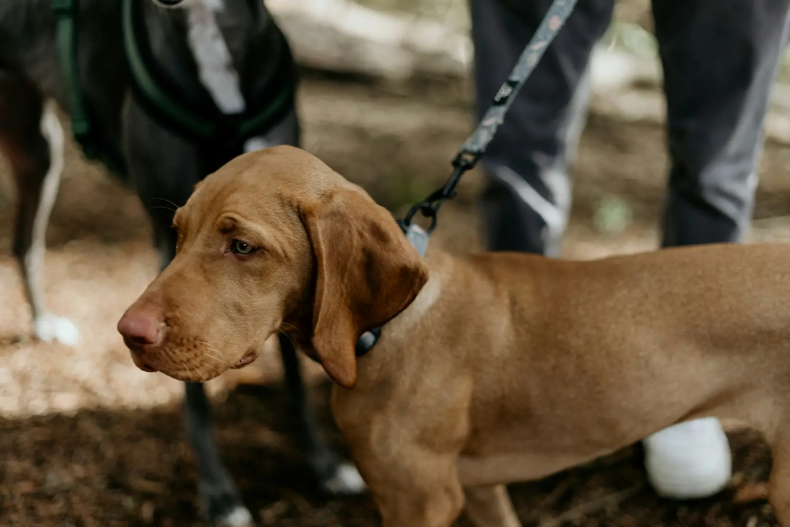 Hund i koppel på en skogsstig som illustration till att resa med djur