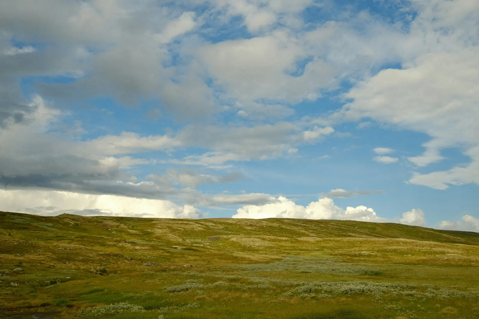 Öppet gräsbevuxet fjällandskap på Hardangervidda under en blå himmel med moln